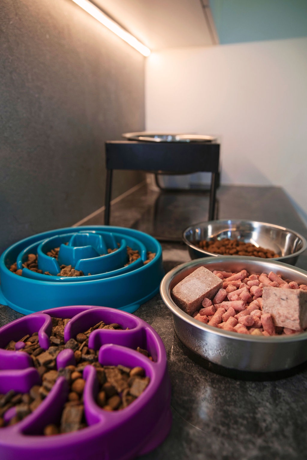 Dog meal arrangement Dog meal arrangement